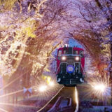 【2026年お花見トレンド】インバウンド混雑を避けて楽しむ「体験型お花見」 水上・車窓・空から味わう桜